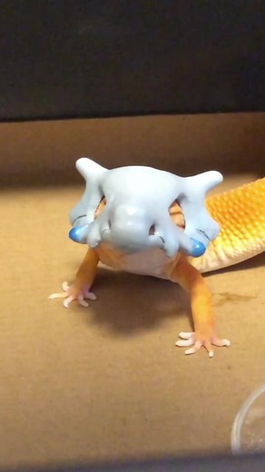Adorable Leopard Gecko Compilation