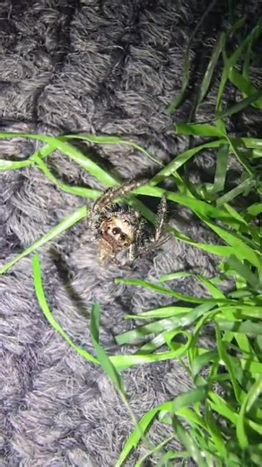 Amazing Spider Found in the Grass at Night! | Nature Discovery | Macro Close-Up-