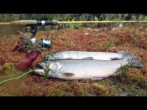 Brook Trout Fishing Adirondack Mountain Kettle Ponds