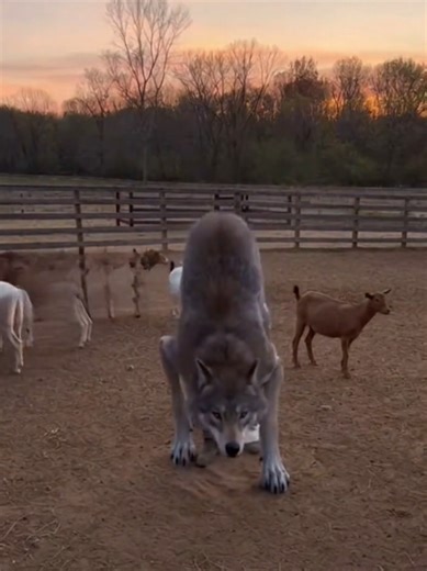 Man Transforms Into a Wolf 😱 A terrifying midnight transformation as a man slowly turns into a wolf. Creepy movements, dark energy, and pure horror—watch till the end. #Werewolf #ScaryReel #CreepyTransformation #HorrorReels #DarkFantasy