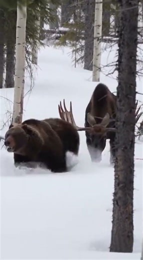 Bear Attacks Moose in Deep Forest