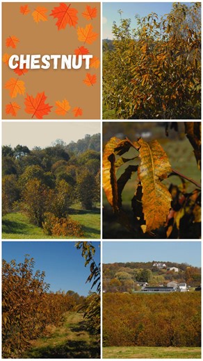As autumn fully settles in at Meadowview Research Farms, we are beginning to witness the transformation of the Eastern hardwood forest! With the drop in temperatures, the trees start preparing for dormancy—a phase where they remain alive but halt active growth. During this time, the tree's internal processes slow down considerably, including its metabolism and water absorption, though they do not completely stop. This energy conservation strategy helps the tree to survive until spring when growt