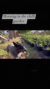 Morning in the garden | The Hippy Seed Company