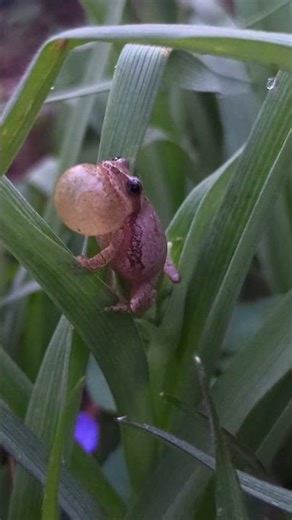 Spring Peeper (Pseudacris crucifer) call.