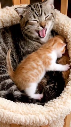 Baby Kittens' Adorable Cuddle Pile!