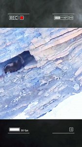 Snow leopard hunts mountain goats at an altitude of thousands of feet!! #fyp #wildanimals #animals #wildlife #mountaingoat #leopard | Wildlife288