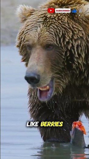 Brown Bear – Austria’s Rare Forest Giant | 4K Documentary