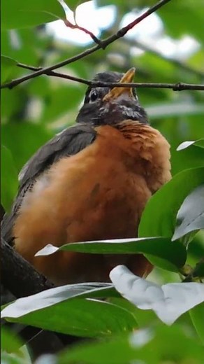 AMERICAN ROBIN Call | Bird Sounds, Bird Call, Bird Song #shorts -BIRDWATCHING DOT CALM