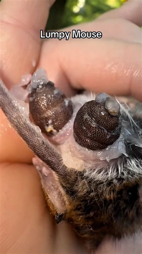 Mouse Botfly Removal | Quick & Safe Treatment 🐭 #Botfly #BotflyRemoval #LarvaRemoval