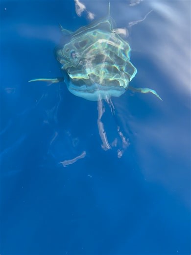 37K views · 28 reactions | Ocean Ramsey on Reels | Facebook