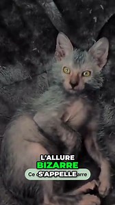 Le Mystérieux Chat Likoi : Hybride ou Mutation ? #chat #hybride #mystère | Instant Videos