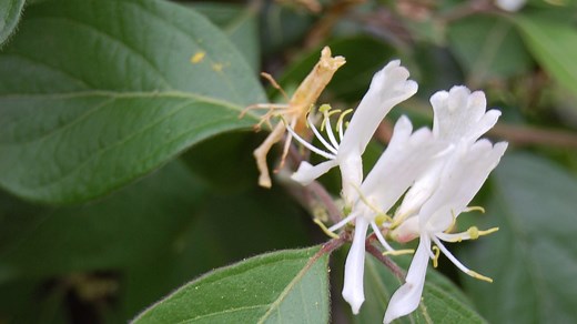 What are invasive species and why are they so problematic? Here are 5 things to know