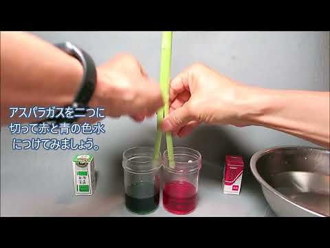 小学６年 理科 植物のつくりと働き 水の通り道 Ver.２(2色も)