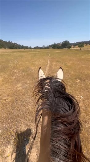195 reactions · 22 shares | Is there any better view that an open field and some buckskin ears? Ranch horse Alice always has places to be when we take her out on exercise rides. #horsetraining #blmmustang #ranchlife #westernliving | Montgomery Creek Ranch - A Wild Horse Sanctuary | Facebook