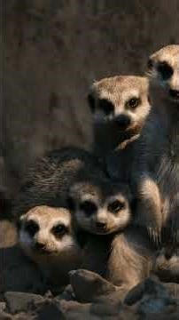 The Queen Meerkats Who Rule the Desert