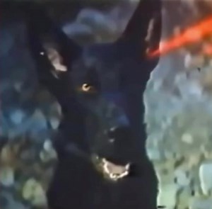 935K views · 23K reactions | La mejor transformación en hombre lobo  en la historia del cine | ver peliculas de terror | Facebook