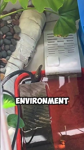 Mudskipper Climbs a Ramp Back to Its Tank