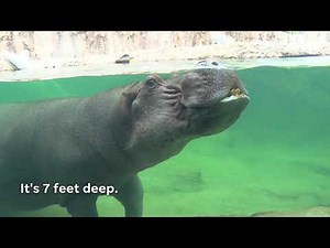 The Milwaukee County Zoo has a new home for hippos