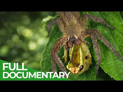 One Drop to Kill: Nature's Deadliest Poisons | Free Documentary Nature
