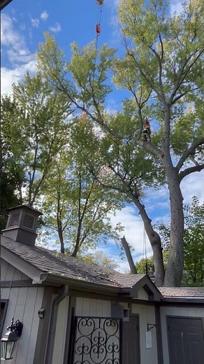 Tree Removal in Hamilton | Beswick Tree Service