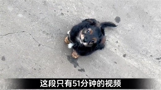 Adorable Dog Moments on TikTok