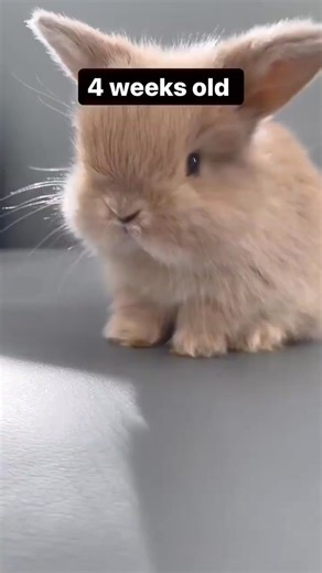 4 weeks old vs 8 weeks old 😍😍😍 #rabbit #bunny #cute #pet #vira #reels #cutebunny #babybunny | USA Rabbit Lovers