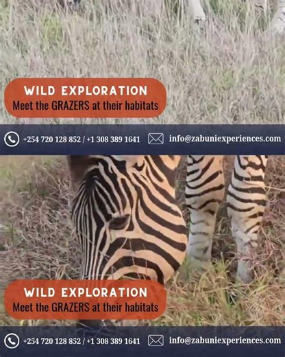 Grazers #ZabuniExperiences #magicalkenya #wildlifeadventure #safariadventures