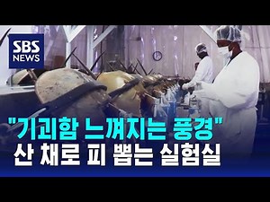 "기괴함 느껴지는 풍경" 산 채로 피 뽑는 실험실 / SBS / 오클릭