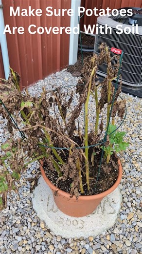 2K views · 22 reactions | Potato Challenge Update! | Wilson's Garden Center | Facebook