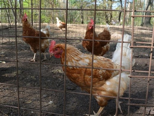 Farmington Approves Chicken Coop Plan At Local Residence