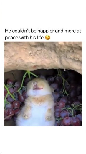 This is the life I want, Eat - Sleep - Repeat 😭😭😭