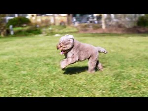 Flex™ Fence GPS Collar | Invisible Fence® Brand Wireless Freedom