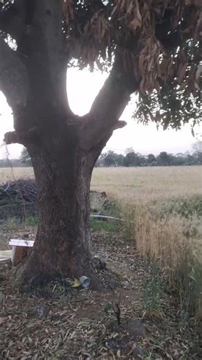 पेड़ की पत्तियों se khet ka carbon badeye #soilimprovement #soilhealth