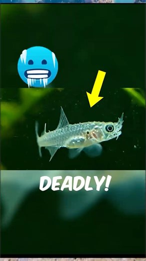Top 3 Deadliest Tiny Animals You’ve Probably Seen 😱