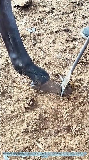 Trimming the Trotter: How Farmers Perfect Horse Hooves
