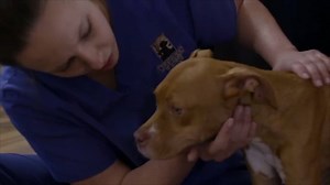 113K views · 759 reactions | A dog just dropped off at Villalobos Rescue Center needs help. FAST. | Animal Planet | Facebook