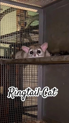 Ringtail cat #fyp #animals #wildlife #cute #facts #shorts #viral