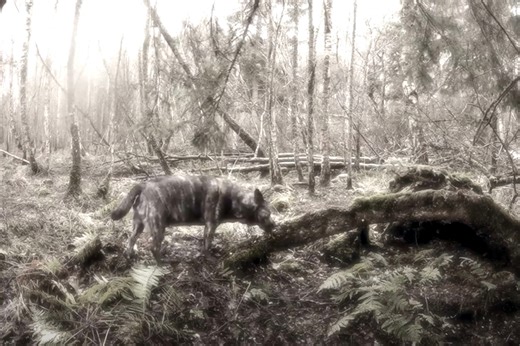Scot claims to have spotted a WEREWOLF as he shares clip of 'strange creature'
