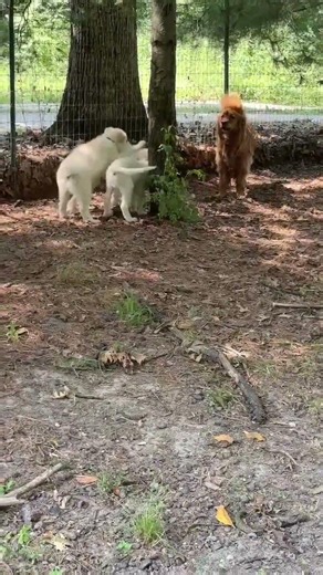 Boreas is one of the Mythology Litter, and he loves to play with other dogs!