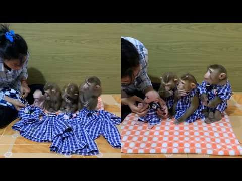 Adorable Baby Monkeys Get Dressed in Matching Outfits 🐒💙