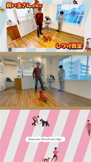 【飼い主さんが学ぶしつけ教室】トイプードルのチョコちゃん｜クリッカートレーニング強化編