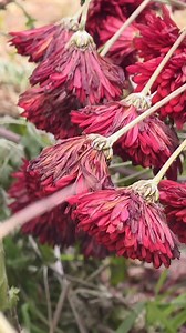 Beautiful #flowers | Beautiful mountain path