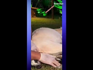Watch how goat gives birth naturally