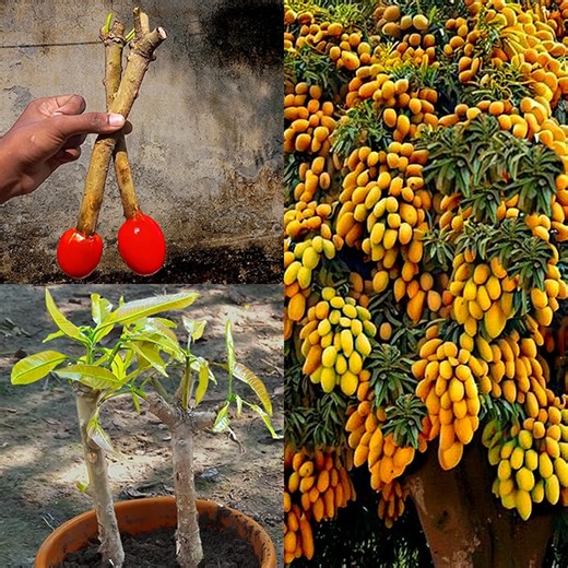 827K views · 10K reactions | How to grow mango quickly and successfully with tomato by garden | Rana Craft | Facebook
