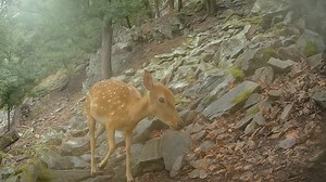 Quiet Forest Moments Captured by a Trail Camera