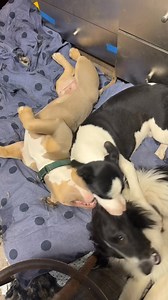 18K views · 616 reactions | When I say Dennis gets more stimulation...