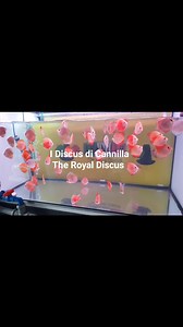 Discus 5-6cm disponibili in negozio Offerta 5-6cm 24.90€/cad.,...