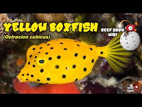 Reef Show Wiki: Yellow Boxfish
