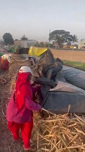 Sugarcane planting method | One-Minute Crafts