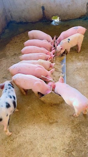 Pig Farming Success: 31 Days of Transformation